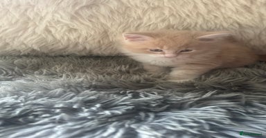 Maine Coon cats - Advert 15