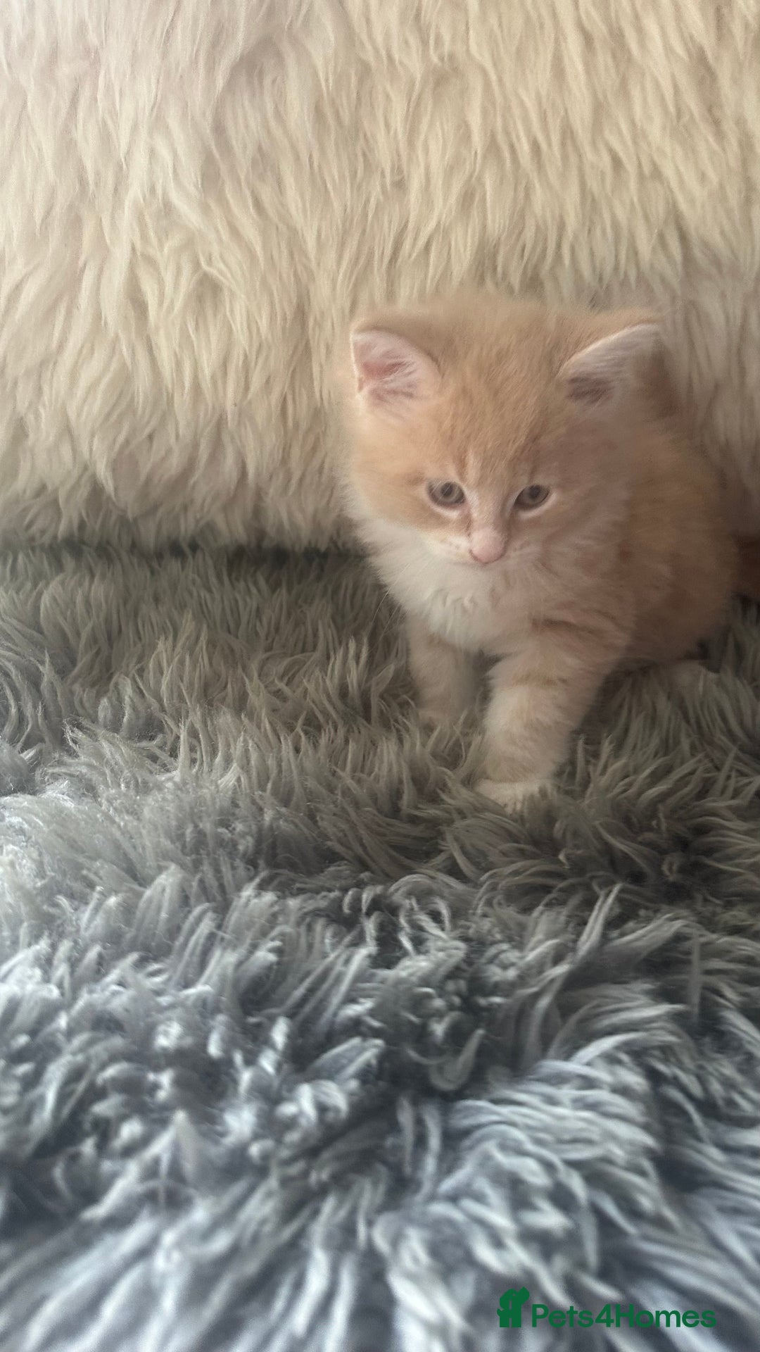 Maine Coon cats for sale: TICA registered pedigree Maine Coon kittens  - Image 3