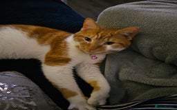 Mixed Breed cats for sale: 1 boy 1 female 2 years old - Image 3