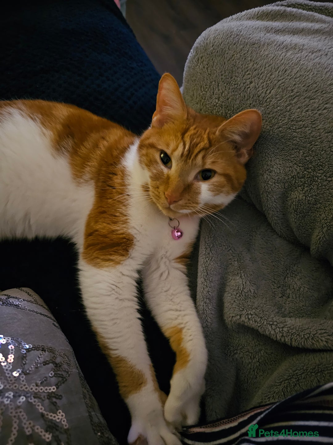 Mixed Breed cats for sale: 1 boy 1 female 2 years old - Image 3