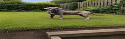 Cane Corso dogs for stud: Blue brindle cane corso stud, THE GOVERNOR  - Advert 2