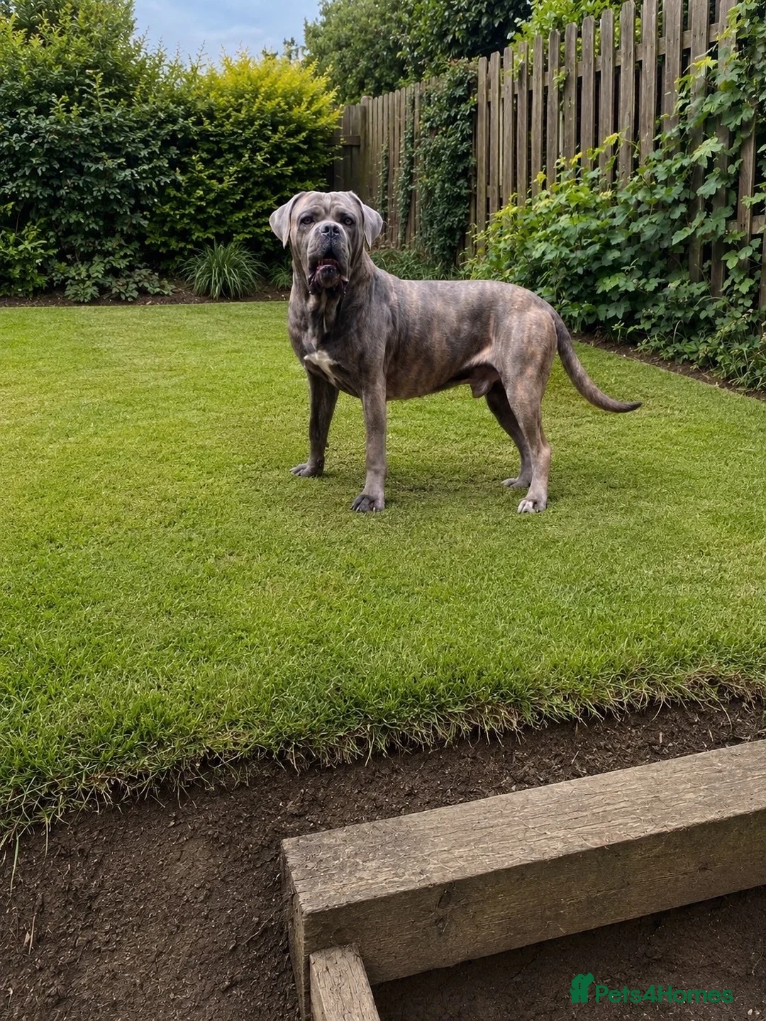 Cane Corso dogs for stud: Blue brindle cane corso stud, THE GOVERNOR  - Advert 2
