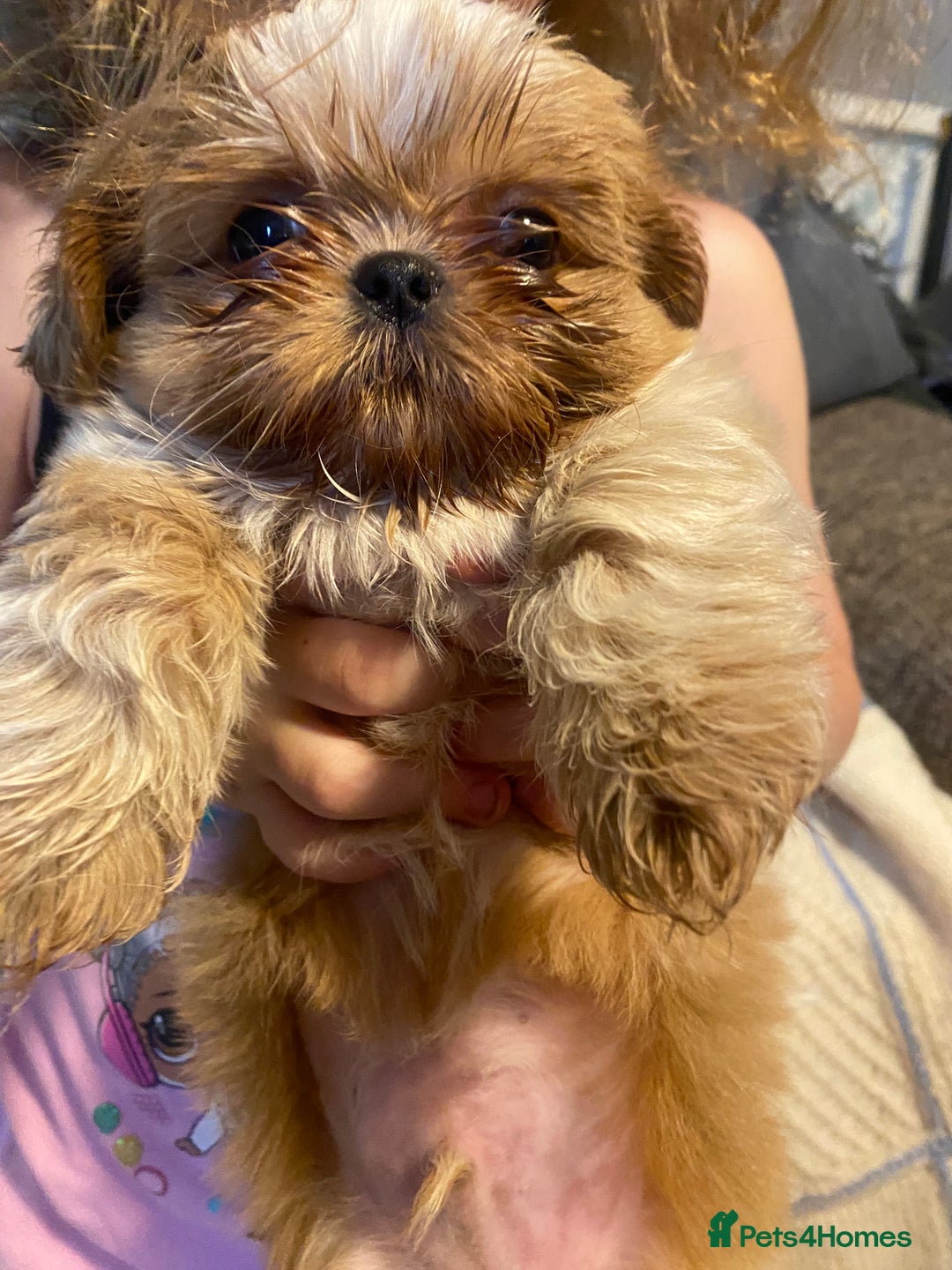 Shih Tzu dogs for sale: Amazing stunnin choc shihzu puppies ready to leave - Image 7