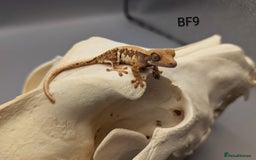 Gecko reptiles for sale: Red Tri Colour Harlequin Crested Gecko CB25  - Image 1
