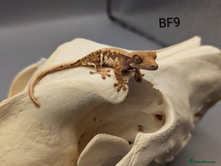 Gecko reptiles - Advert 9