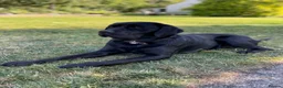 Labrador Retriever dogs for sale: Beautiful Black Labrador Puppies  in Lampeter - Advert 17