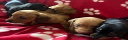 Miniature Dachshund dogs for sale: Kc reg 5 mini dachshund for sale  - Advert 9