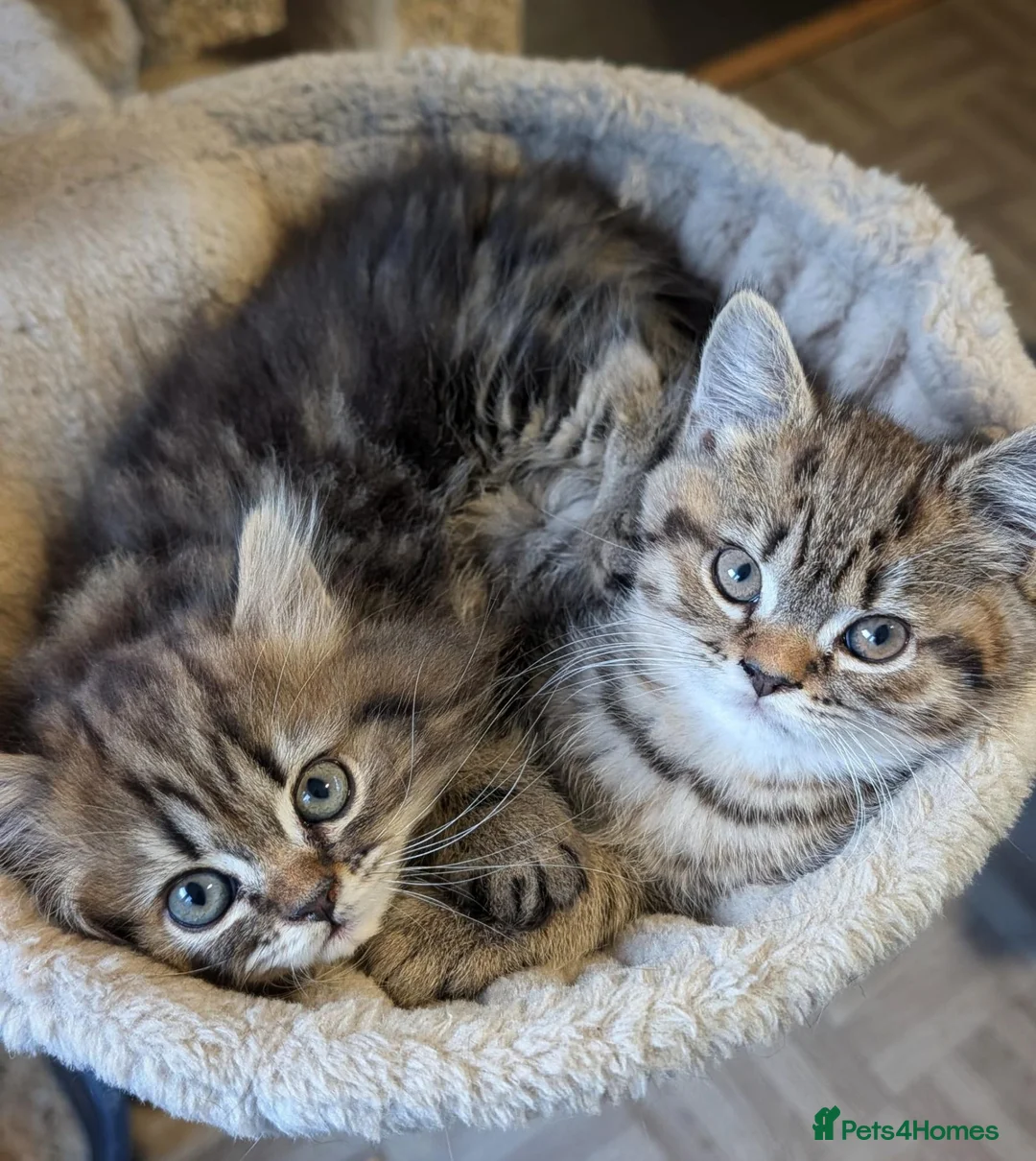 Mixed Breed cats for sale: Stunning BSH x Chinchilla Persian kittens Boy&Girl - Advert 14