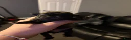 Pug dogs for sale: Male pug remaining  - Advert 4