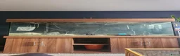 Cichlids fish for sale: 6ft tank and stand  - Advert 3