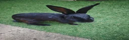 Mini Lop rabbits for sale: Bonded Pair of Lovely Rabbits in Sutton - Advert 4