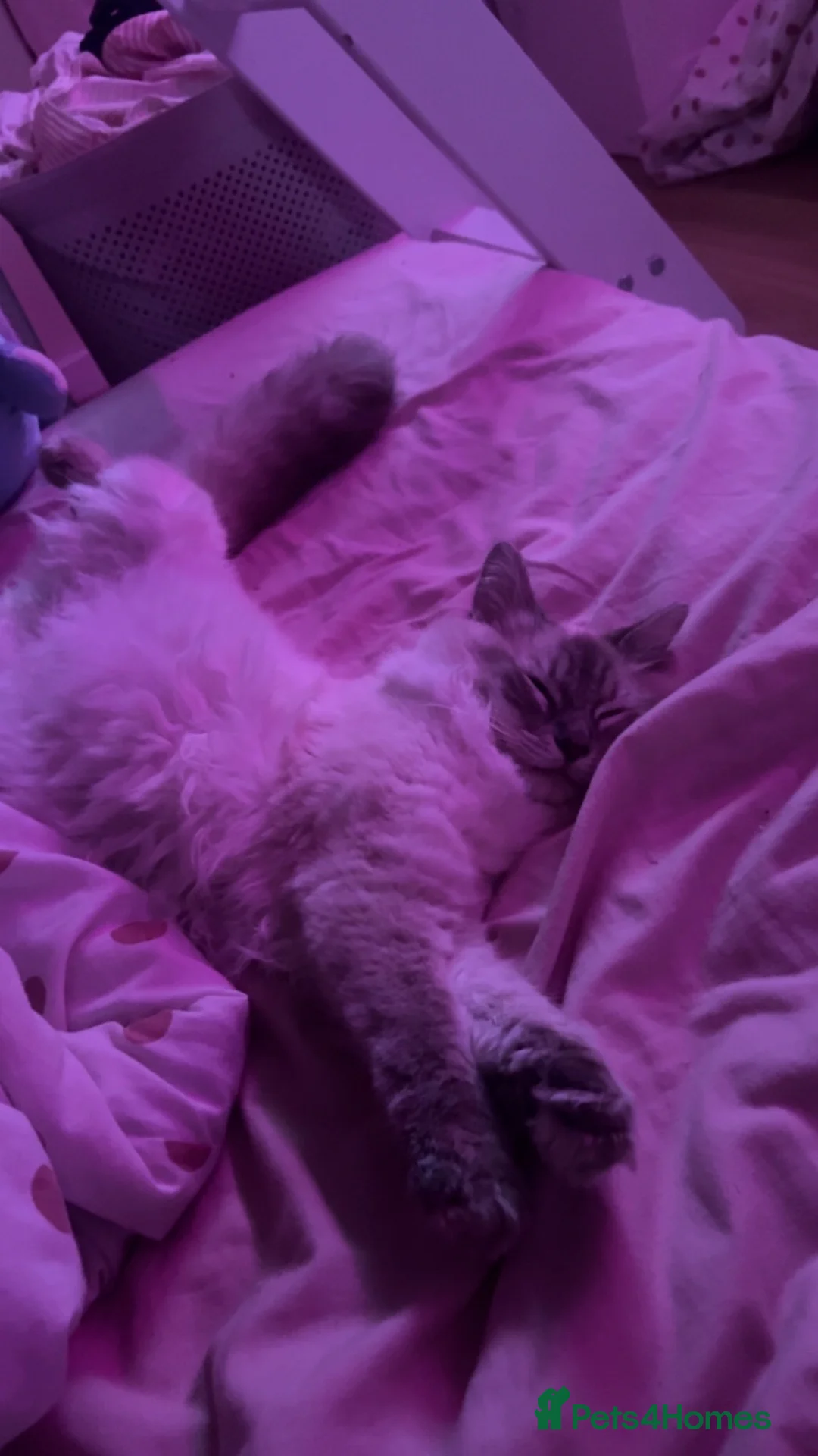 Ragdoll cats for sale: Lady the ragdoll  - Advert 2