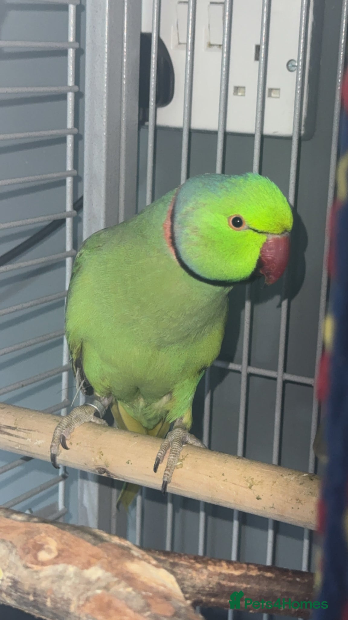 Ringnecks birds Indian ring neck male parrot  - Advert 2