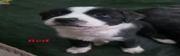 Mixed Breed dogs for sale: Husky cross staffy puppies  - Advert 34