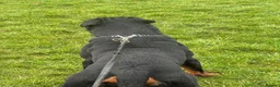 Rottweiler dogs for stud: Stunning 2-Year-Old Rottweiler Stud  - Advert 14