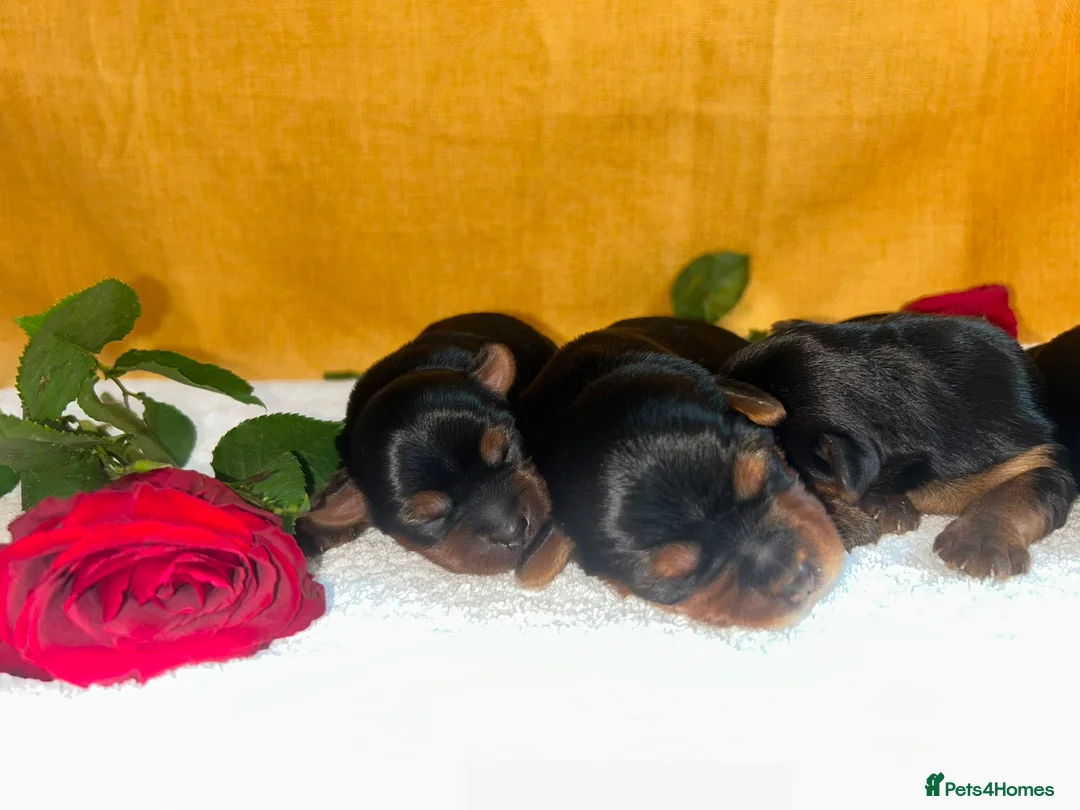 Yorkshire Terrier dogs for sale: Yorkshire Terrier 🐶 🐶 🐶 🐶 🐶  - Advert 1