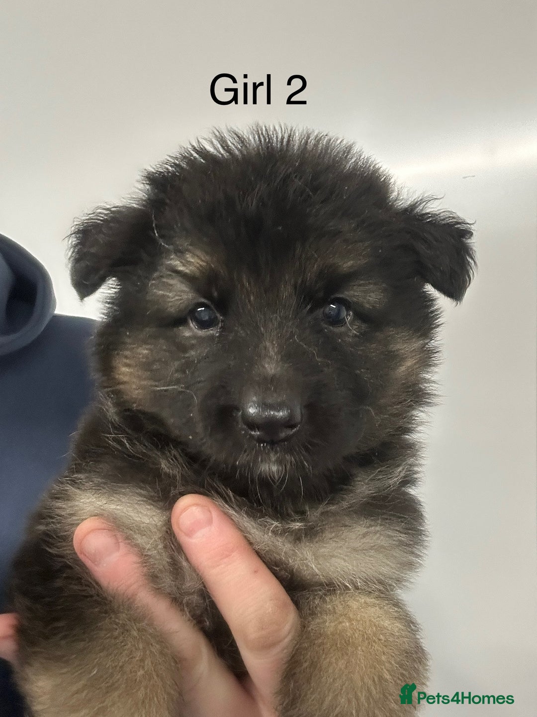 German Shepherd dogs for sale: Traditional Long Coat, Straight backed GSD Puppies - Advert 4