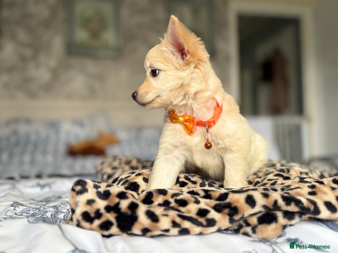 Chihuahua dogs for sale: Chihuahua x Italian volpino (5 puppies left ) 🏆 - Image 11