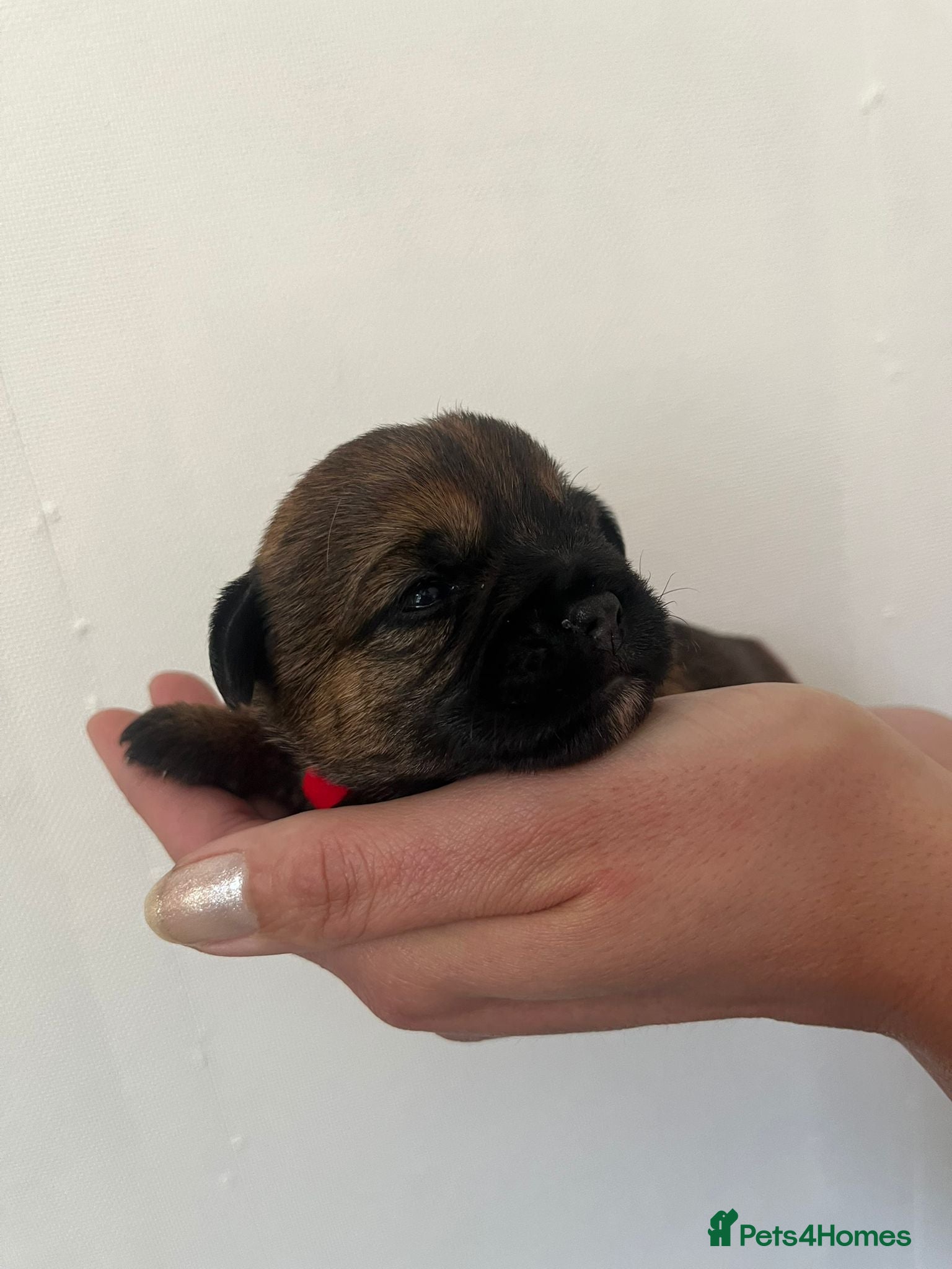Border Terrier dogs for sale: Pedigree Border Terrier Puppies - Advert 14