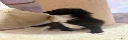 Ragcoon cats for sale: Beautiful Ragcoon Kittens for Sale - Advert 12