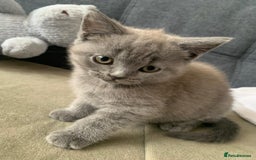 British Shorthair cats for sale: ONLY ONE FEMALE BRITISH SHORTHAIR LEFT - Image 7