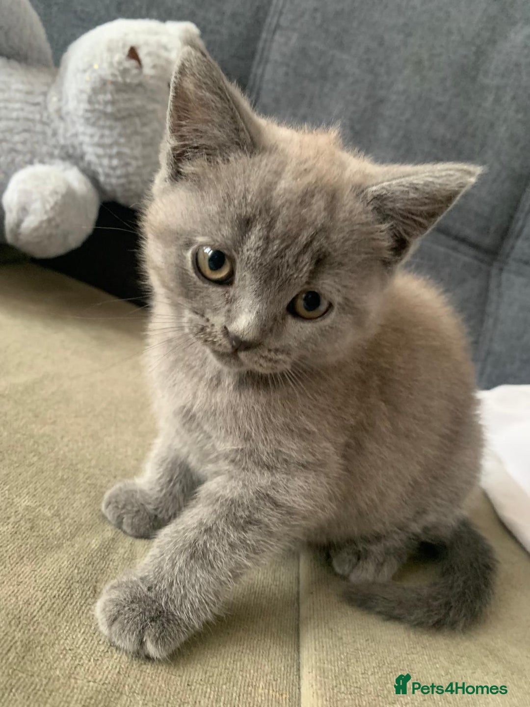 British Shorthair cats for sale: ONLY ONE FEMALE BRITISH SHORTHAIR LEFT - Image 7