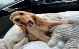Cocker Spaniel dogs for sale: 🐾 Gorgeous Cocker Spaniel Puppies – Ready  - Image 2