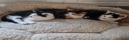 Mixed Breed cats for sale: Beautiful Playful Kittens Looking for Loving Homes in Crewkerne - Advert 1