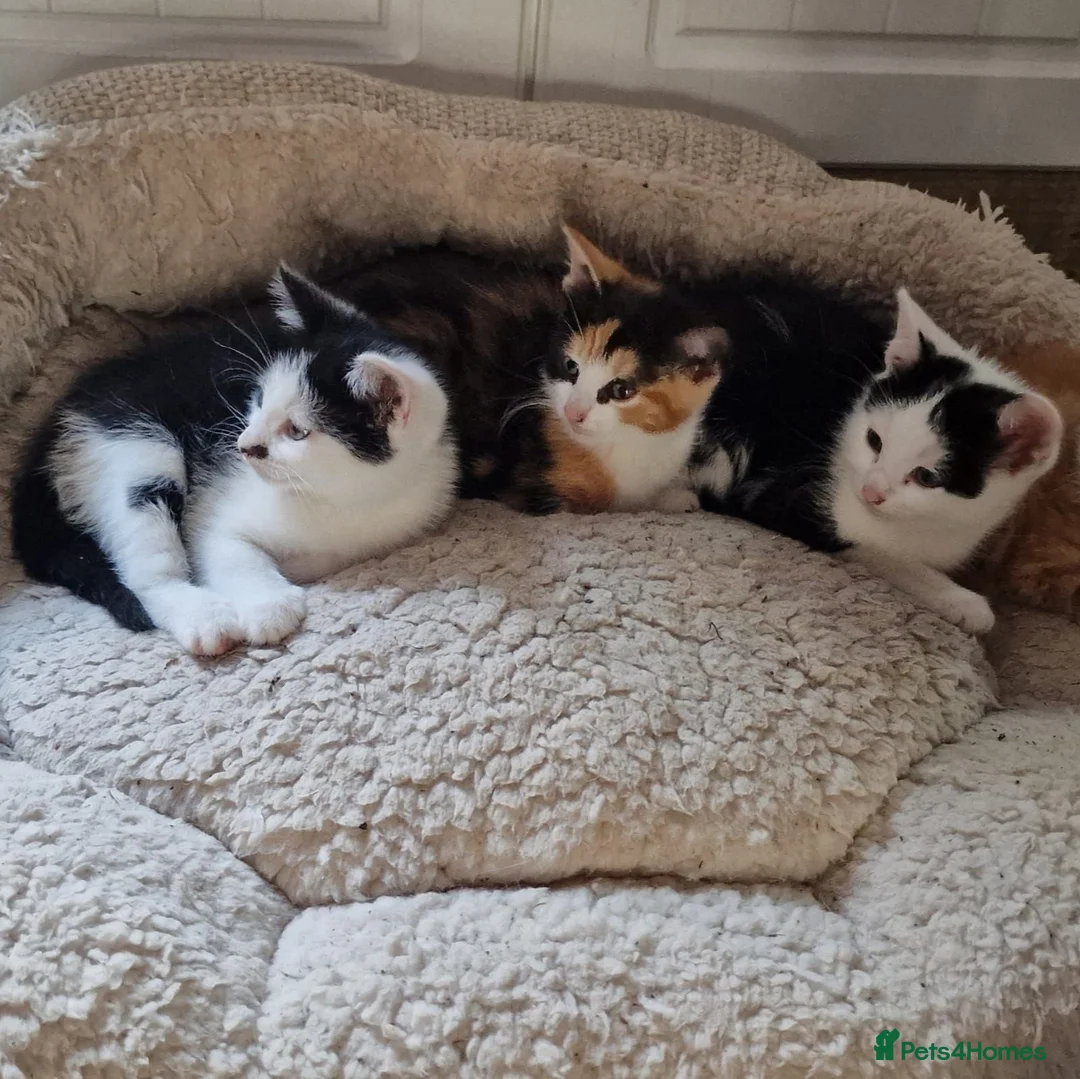 Mixed Breed cats for sale: Beautiful Playful Kittens Looking for Loving Homes in Crewkerne - Advert 1