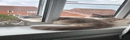 Ragdoll cats for sale: Looking for Their Forever Home Together in King's Lynn - Advert 6