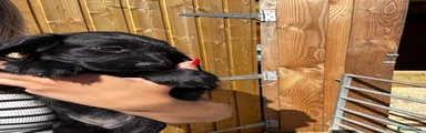 Cockalier Puppy 5