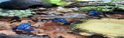 Frog reptiles for sale: Azureus dart frogs in Sidcup - Advert 3