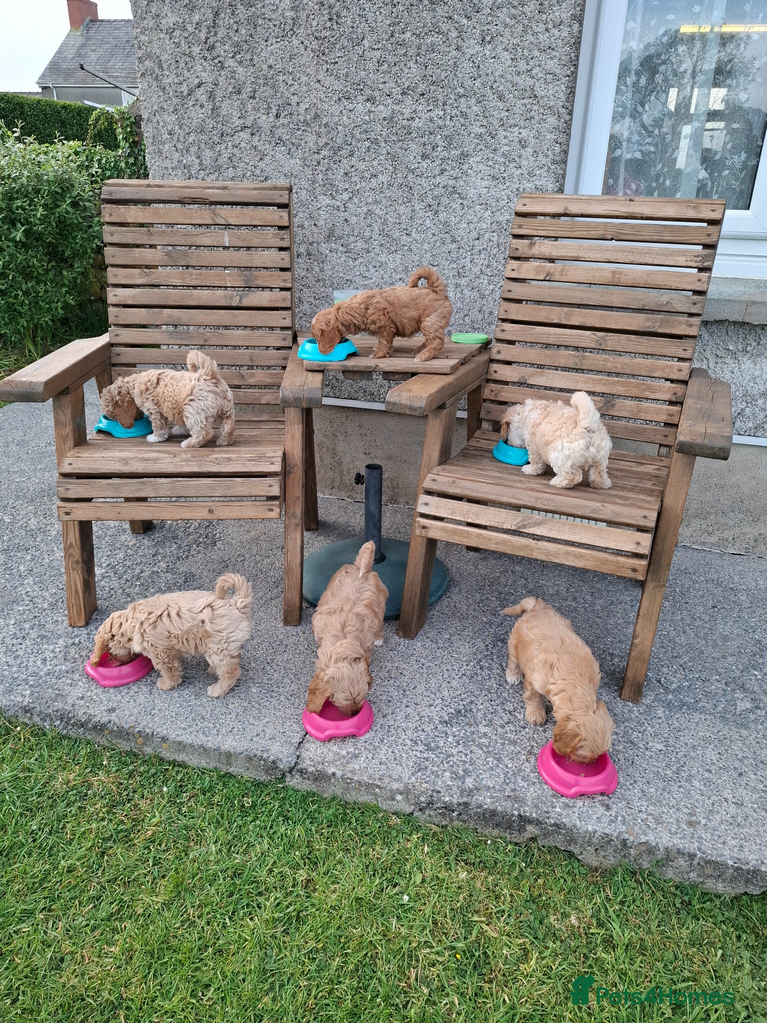 Cavachon dogs Stunning Cavapoochon puppies, Family raised.  - Advert 3