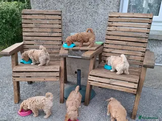 Cavachon dogs Stunning Cavapoochon puppies, Family raised. - Advert 6