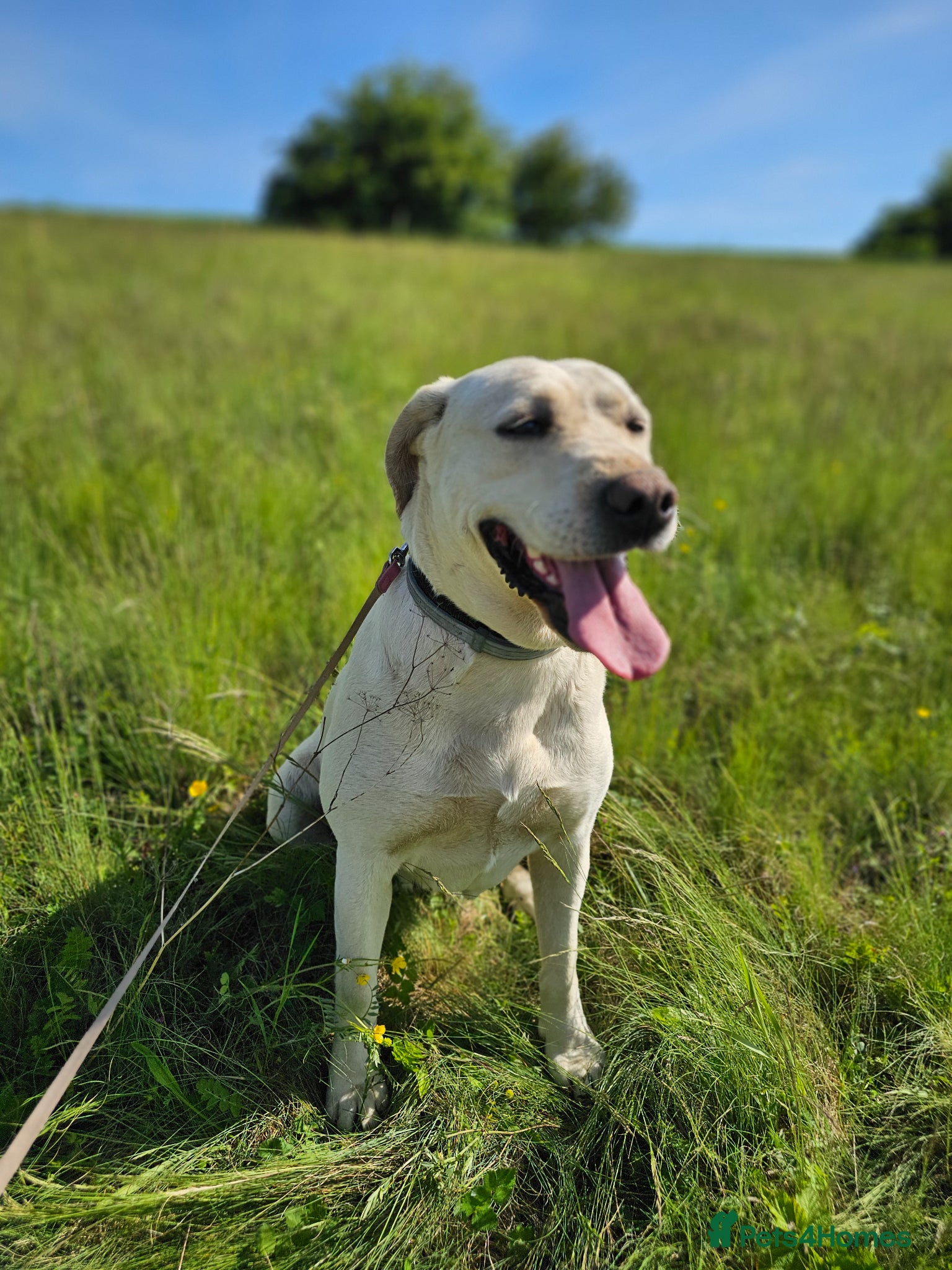 Mixed Breed dogs BELLA - Labrador Cross is looking for a home - Advert 15