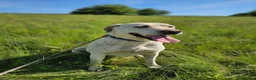 Mixed Breed dogs for adoption: BELLA - Labrador Cross is looking for a home in Crawley - Advert 3