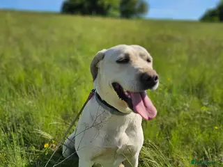 Mixed Breed dogs BELLA - Labrador Cross is looking for a home - Advert 1