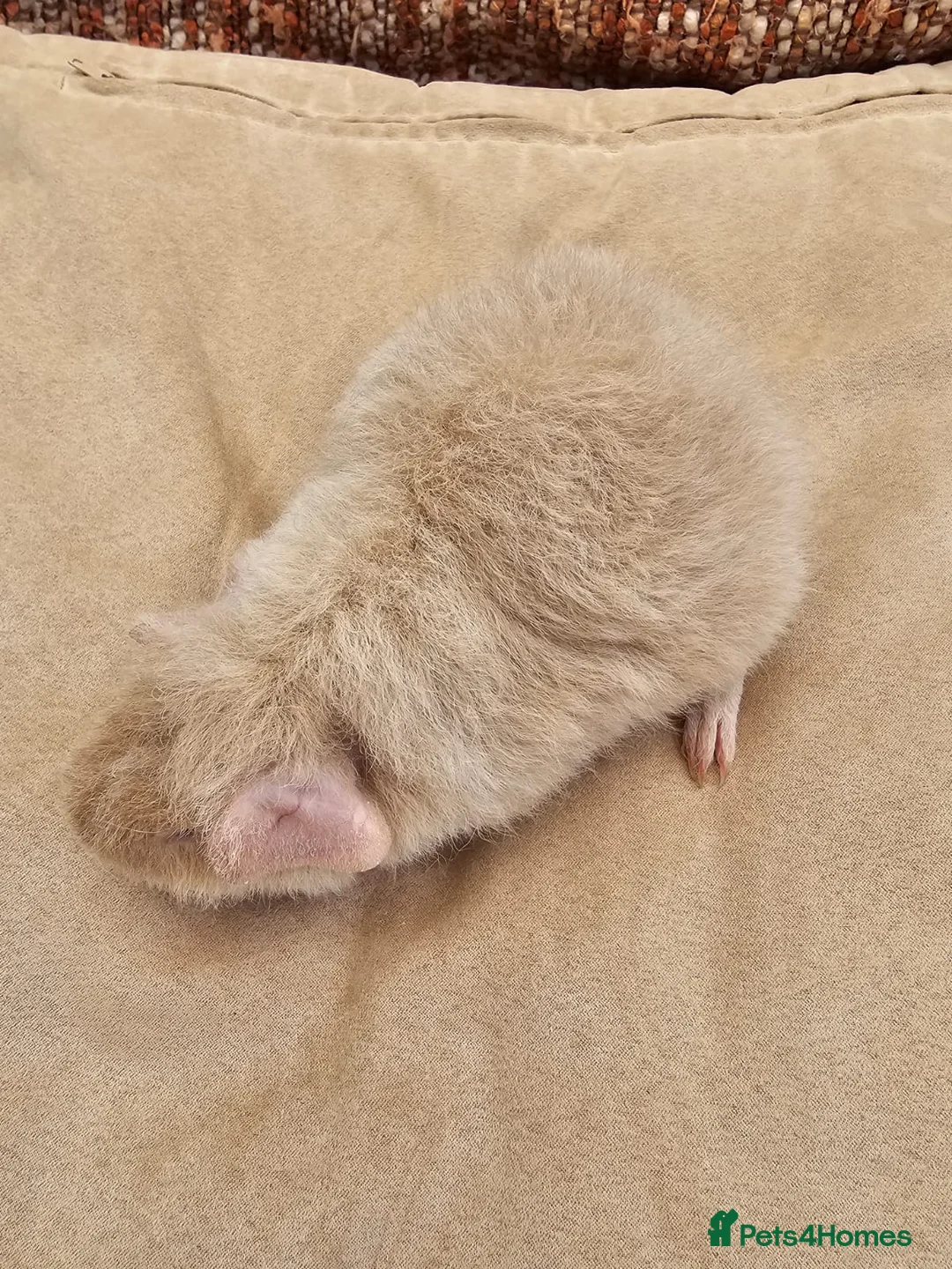 Guinea Pig rodents for sale: 2 male teddy guinea pigs - Advert 1