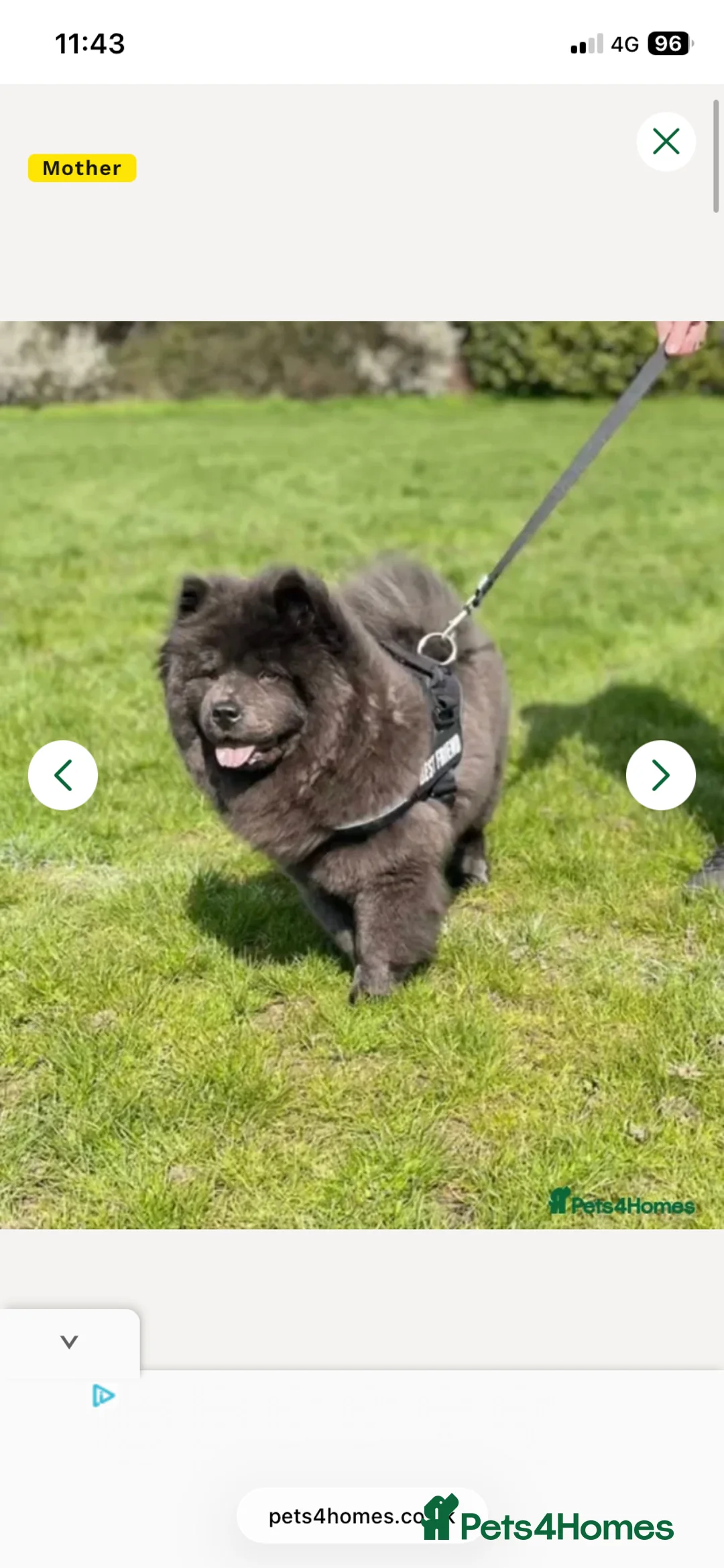 Chow Chow dogs for sale: 9 week male Chow Chow KC registered in Portsmouth - Advert 2