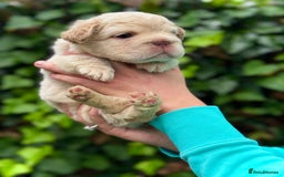 French Bulldog dogs for sale: Visual Fluffy 🧶 New Shade Frenchies 💎  - Image 16