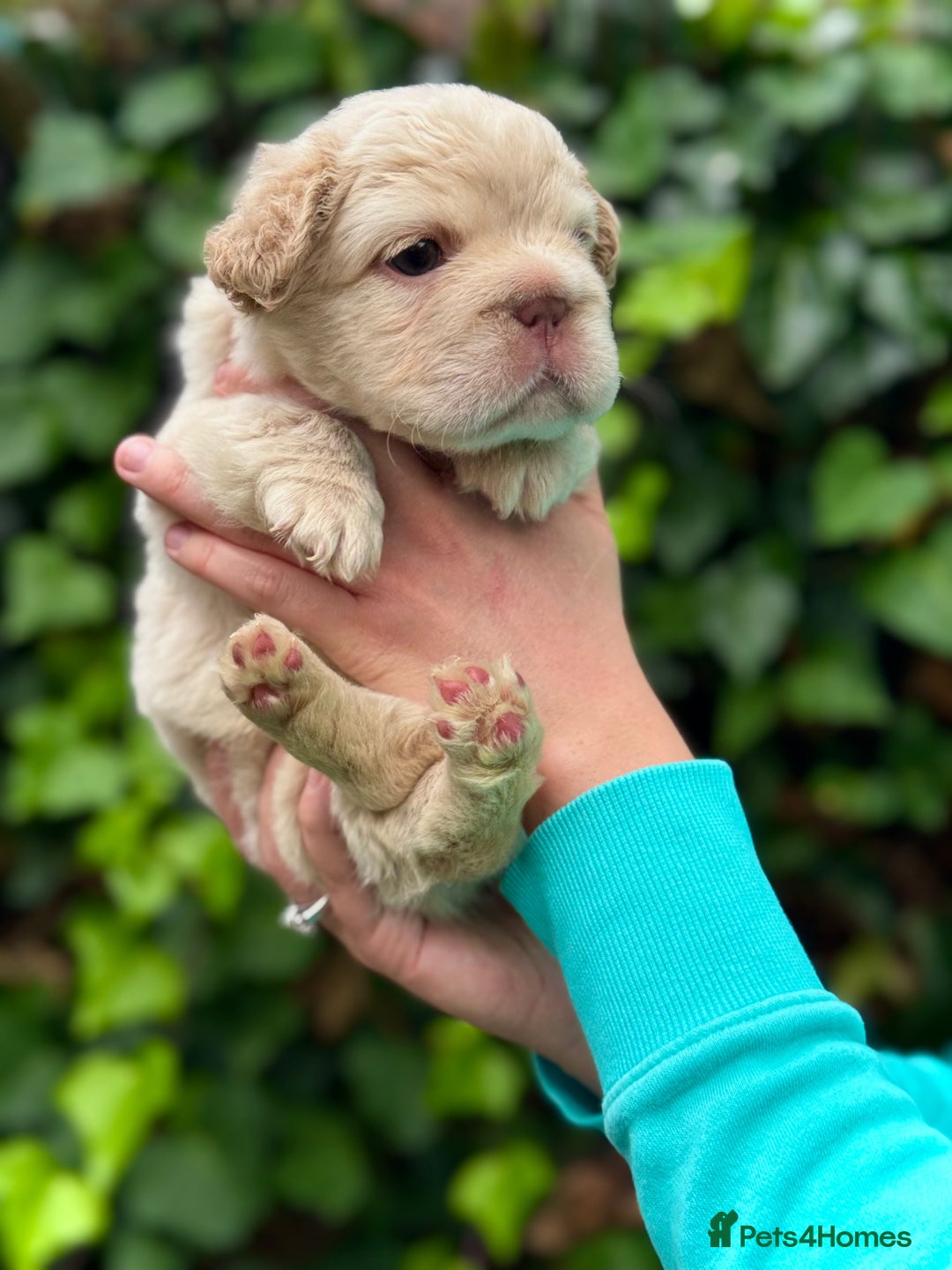 French Bulldog dogs for sale: Visual Fluffy 🧶 New Shade Frenchies 💎  - Image 16
