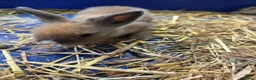 Lionhead rabbits for sale: Adorable baby lion heads - Advert 5