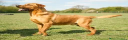 Labrador Retriever dogs for sale: Gorgeous Fox Red & Yellow Labrador Puppies - Advert 18