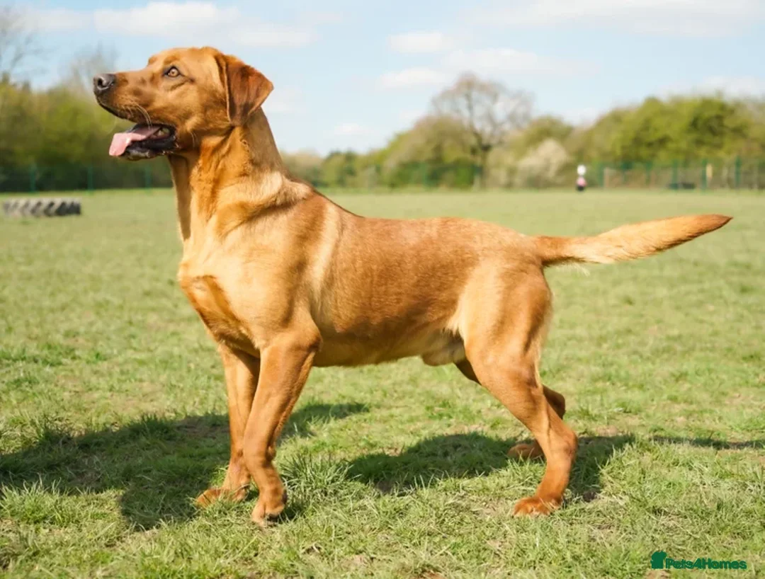 Labrador Retriever dogs for sale: Gorgeous Fox Red & Yellow Labrador Puppies - Advert 18