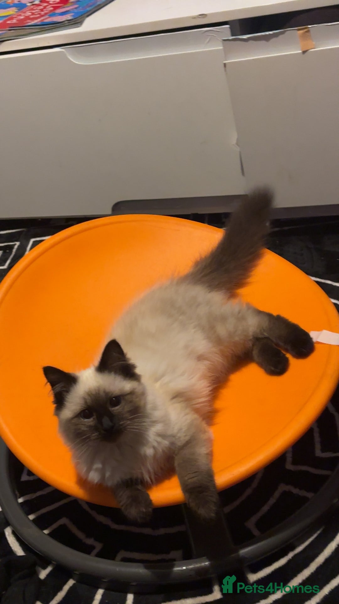 Ragdoll cats for sale: Ragdoll kitten - Image 1