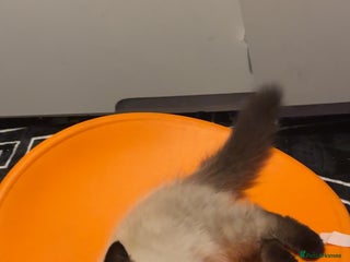 Ragdoll cats - Advert 35