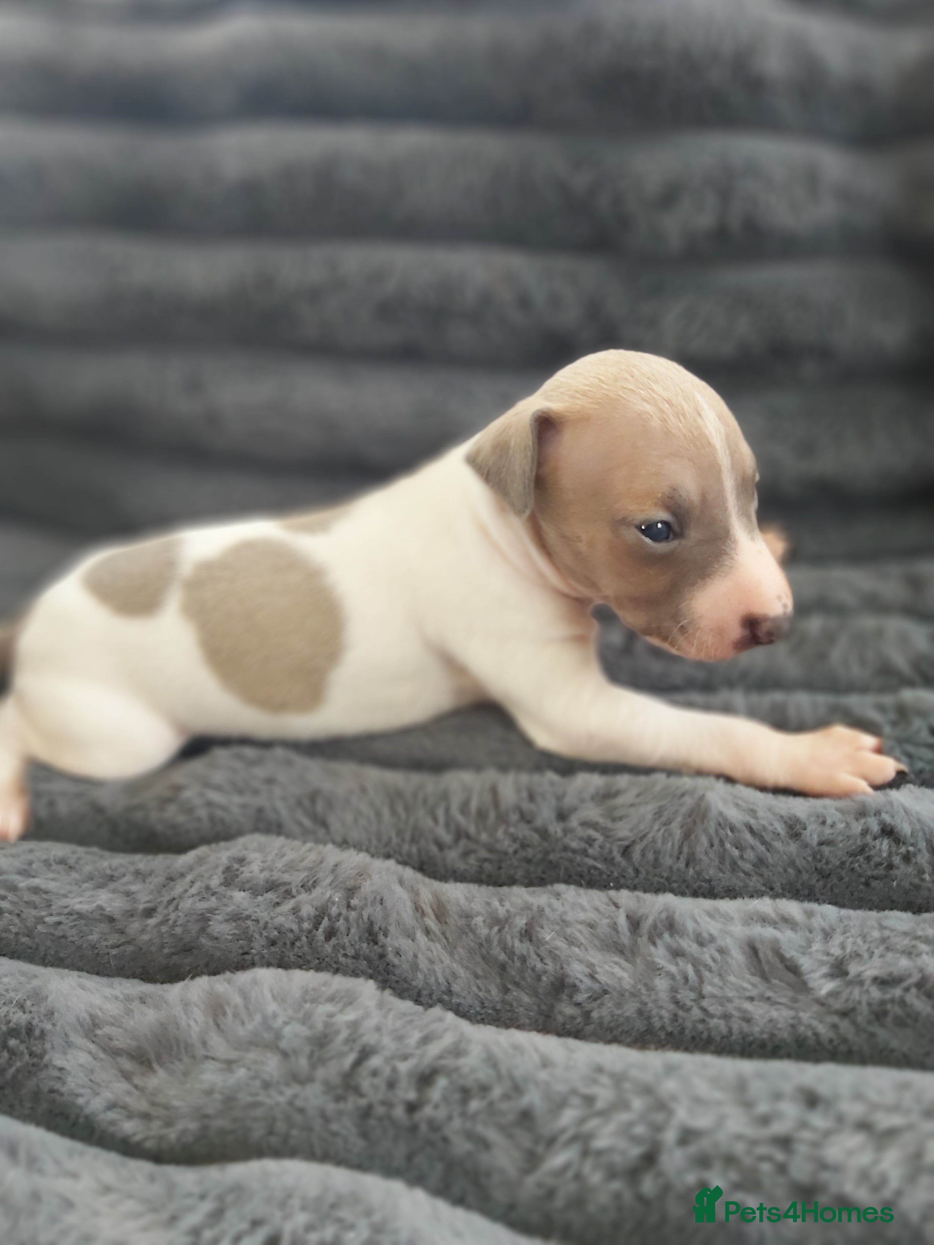 Italian Greyhound dogs SIX ITALIAN MALE PUPPIES AVAILABLE ✨ - Advert 5