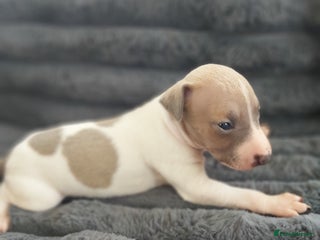 Italian Greyhound dogs SIX ITALIAN MALE PUPPIES AVAILABLE ✨ - Advert 2