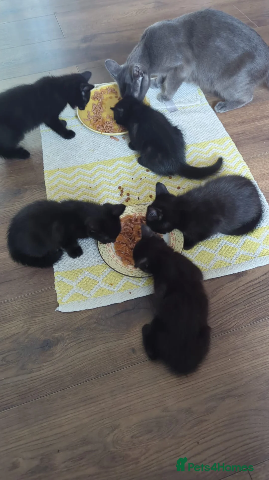 Mixed Breed cats for sale: 5 black fluffy kittens for sale - Advert 8