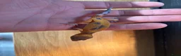 Leopard Gecko reptiles for sale: Baby geckos  - Advert 4